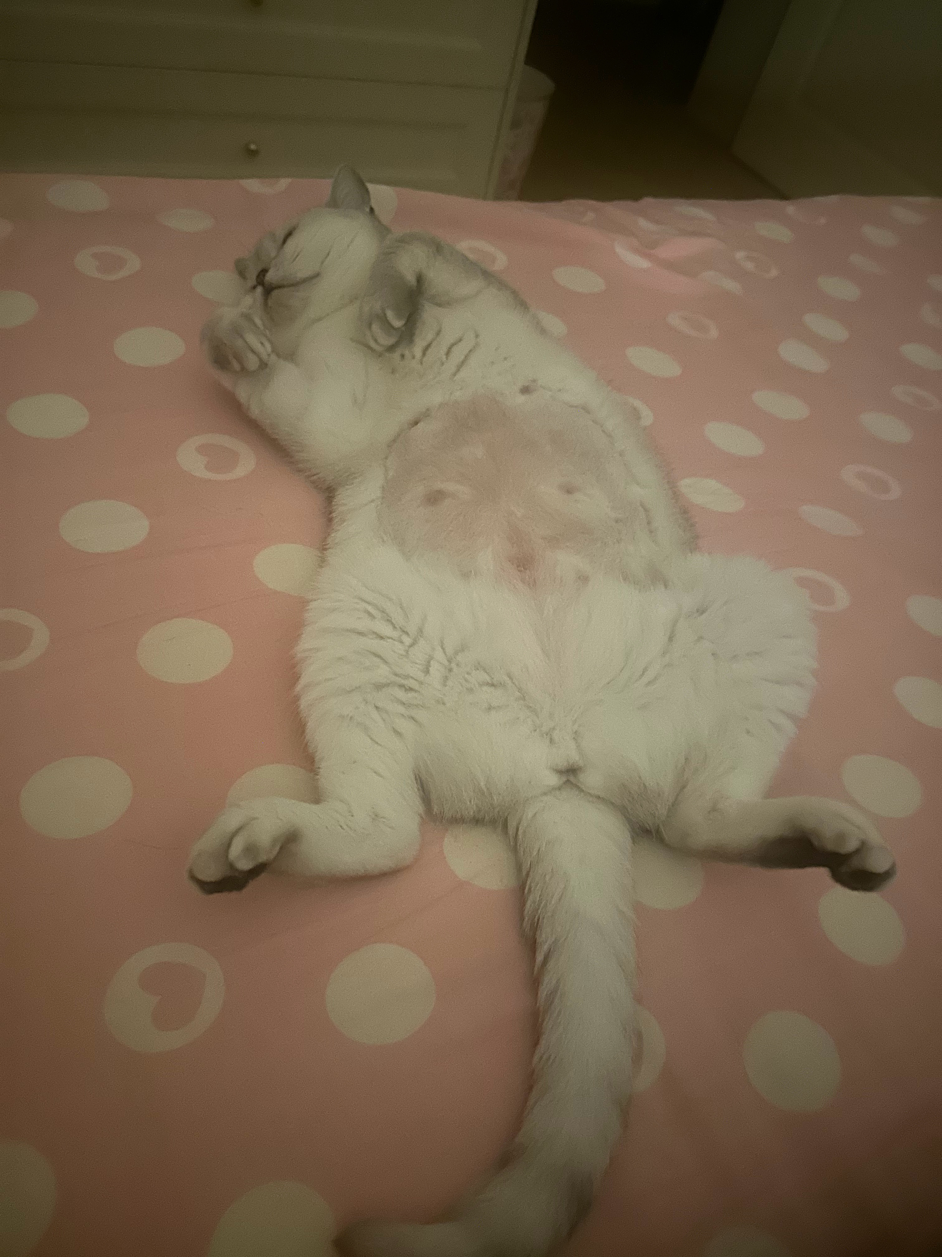 家里小猫这样占了一半床要怎么睡觉啊 