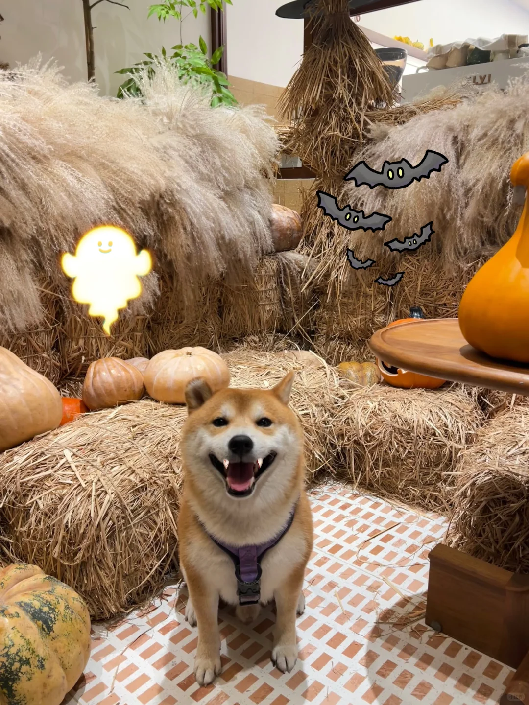 大小鬼驾到通通闪开🎃