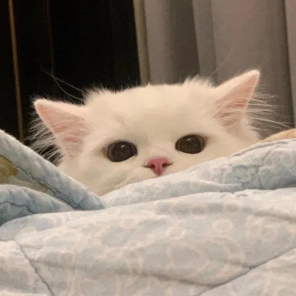 𝙒𝙚𝘾𝙝𝙖𝙩丨可爱小猫头像☆*🐈🐾｡★.* 