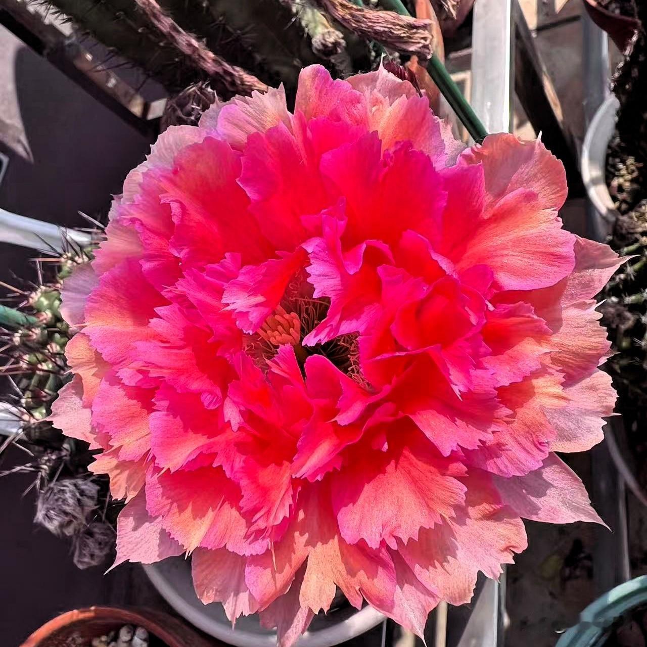 五月的鲜花盛开，仙人球也是百花齐放，万紫千红，仙人球的世界充满了惊喜，让我的小花