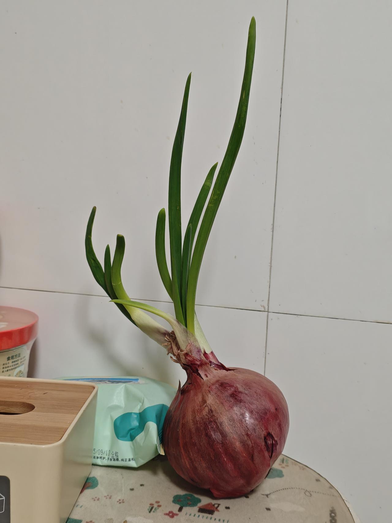 冬日生活打卡季本来是准备当晚饭的，结果它先长疯了。现在是看它顺眼就当绿植，看它不