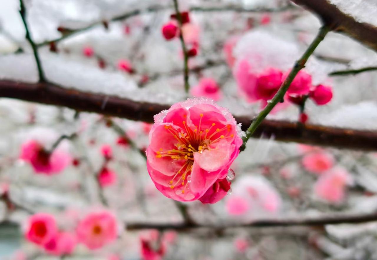 当东风拂过冻土时，春便携着细雨来了。

柳枝抽芽如绿玉缀枝，桃花蘸露晕开胭脂色，