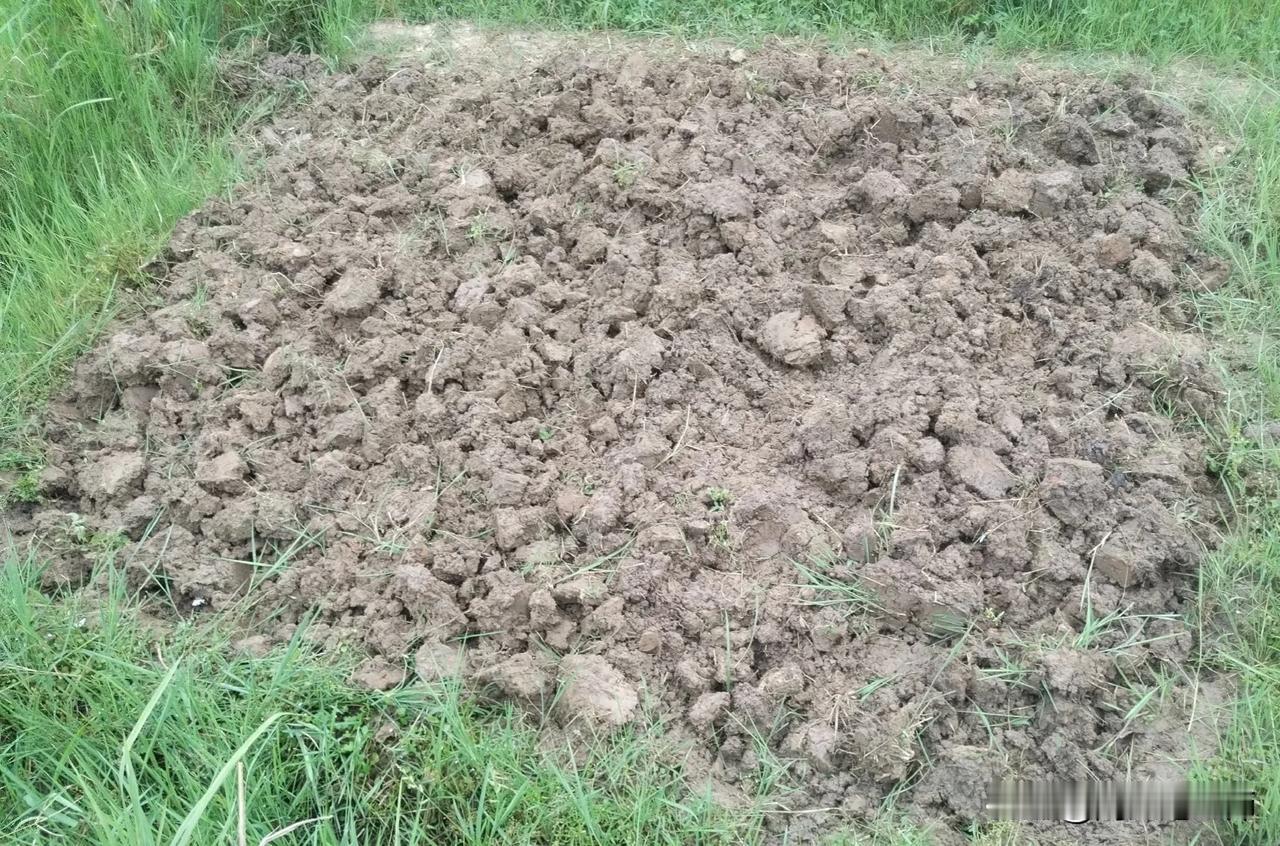 这几天，老婆总是叽叽歪歪，说她种蒜子了，我没有把地翻过来。
昨天，我去挖了一下，