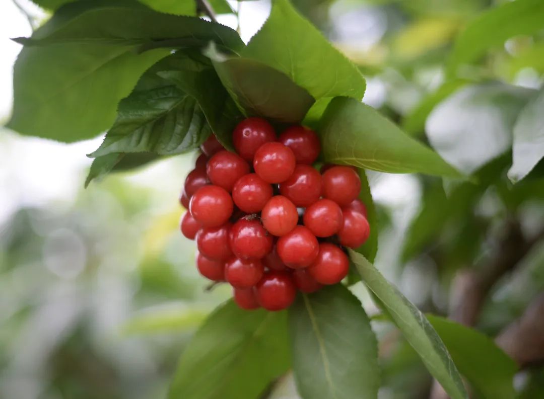天府发布|籍田，除了樱桃还有这些好吃的