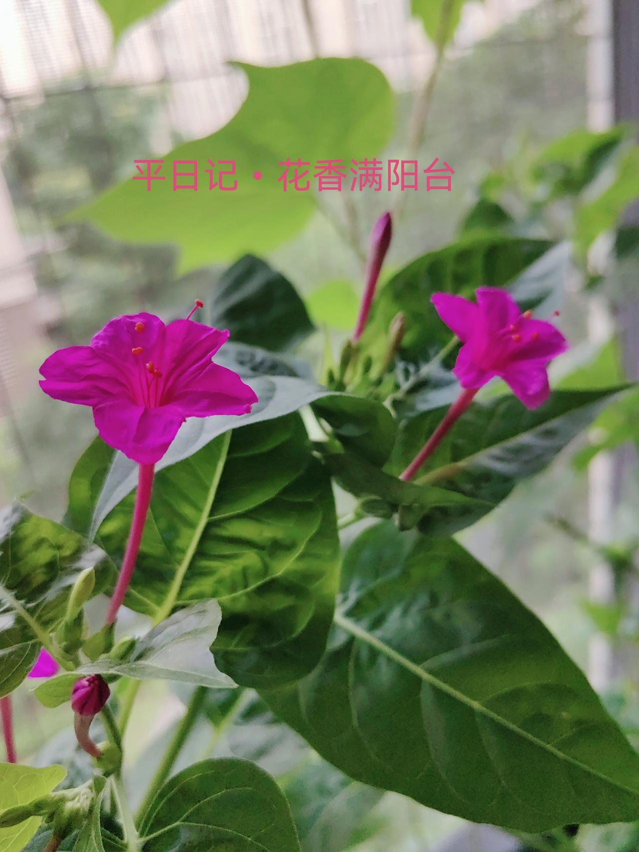 不与百花争昼艳，独携幽香赴晚风。
-lbRoT_aajDsQ8v4w