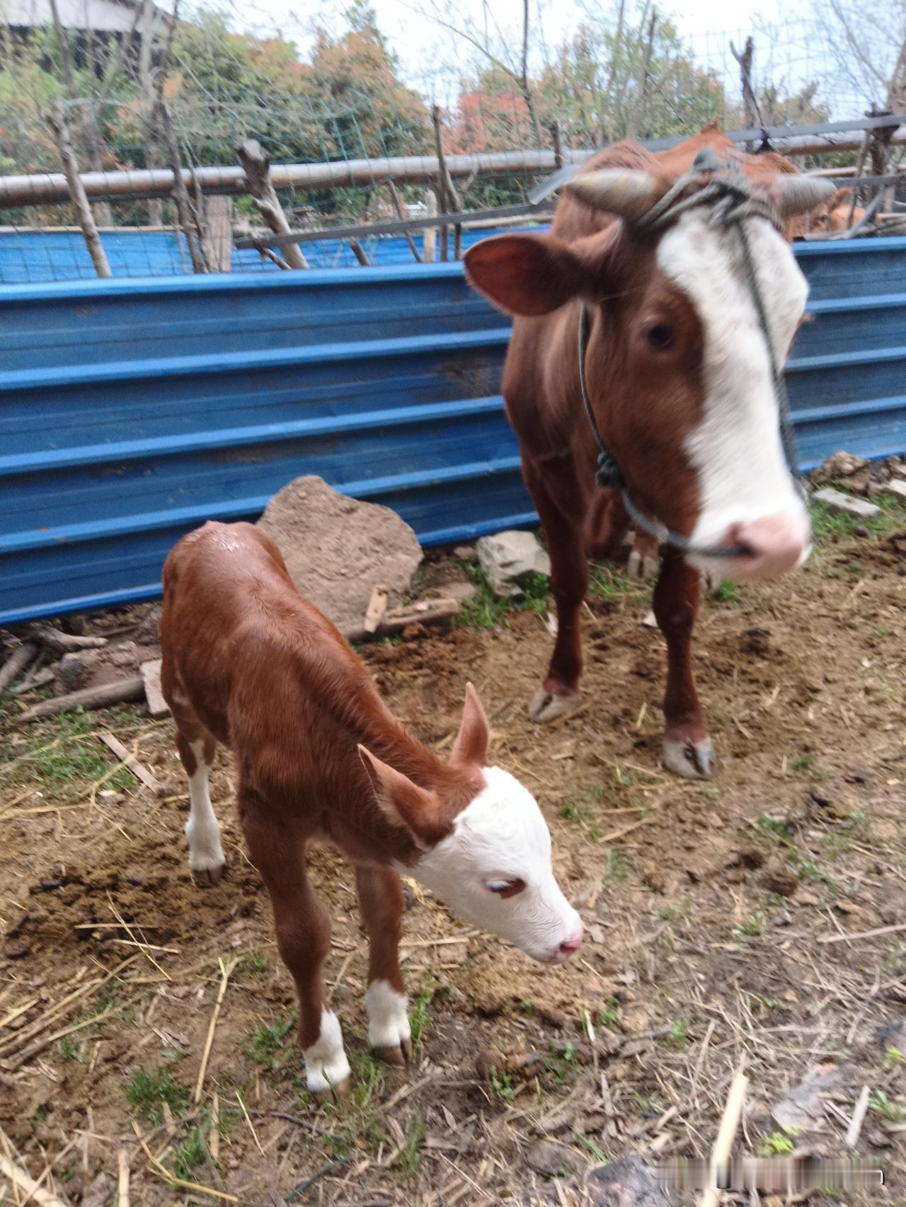 目前农村最缺的其实是稳定的电力。乡村振兴是农村发展核心，可部分农村缺电成了发展绊