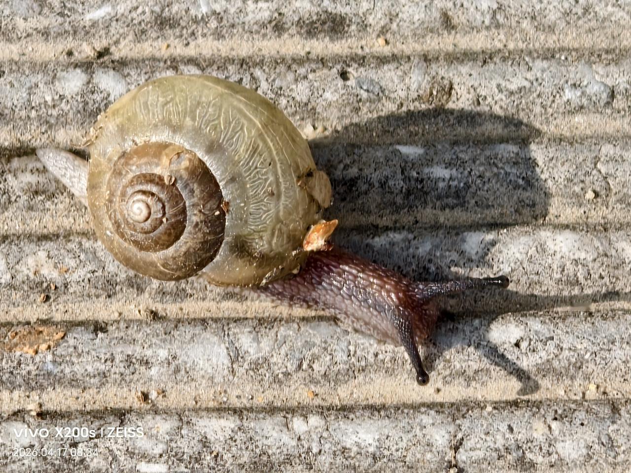 奇妙旅行与快乐享受。
早上我去小区公园散步，
步行在去公园的人行道上，
看见地面