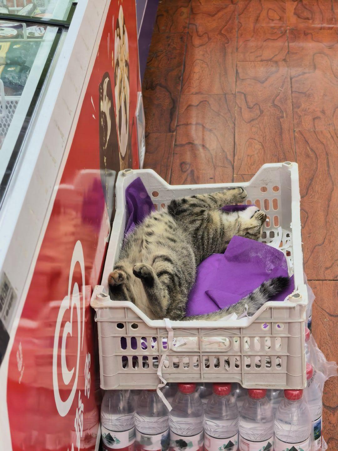 撩猫逗狗 起来起来