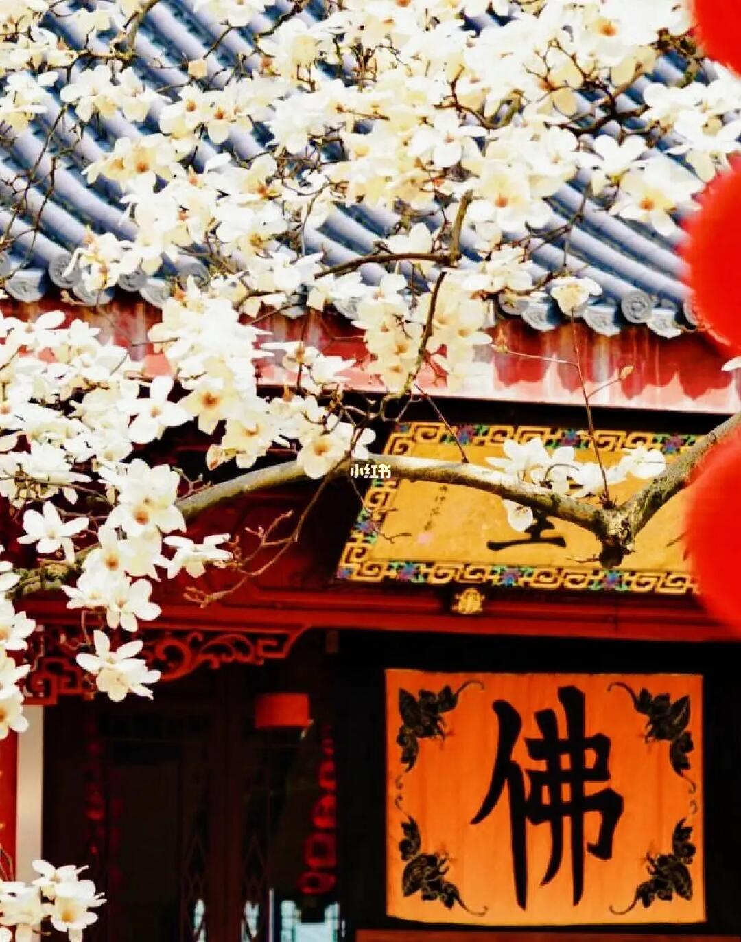 错过等1年！🕹法喜寺玉兰花全面盛开啦