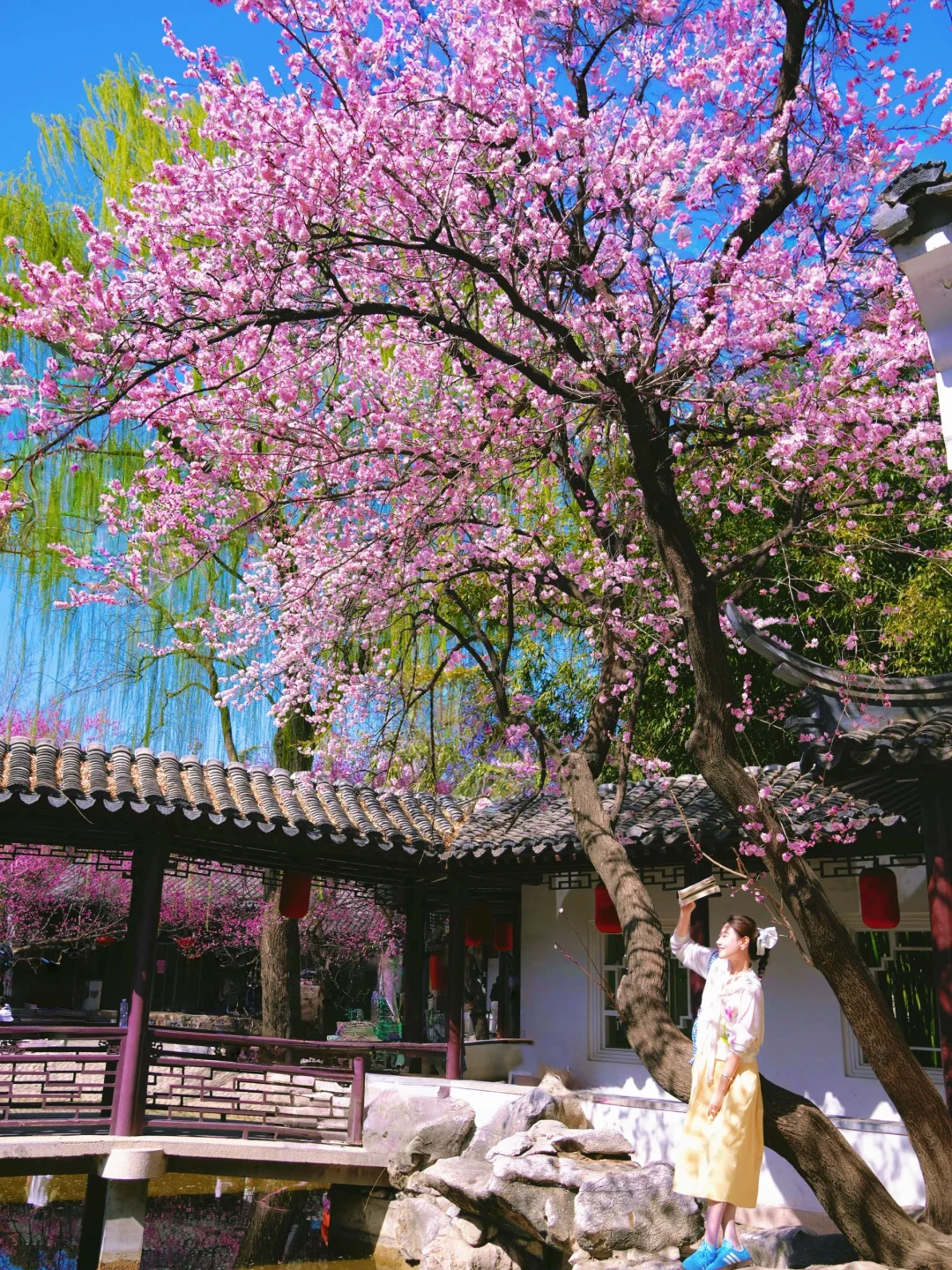 3.23Live实况🌸紫竹院！你是一点不宣传啊！！