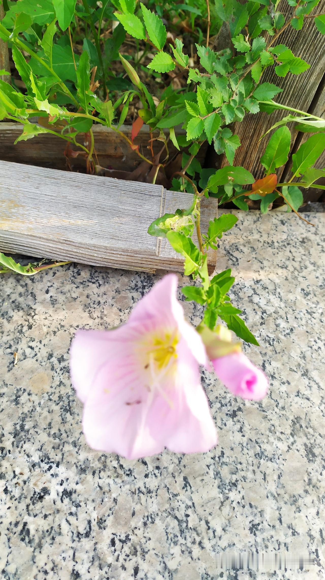 对联飞花令  打碗花
出句：夏被绿阴风打碗（雪浪）