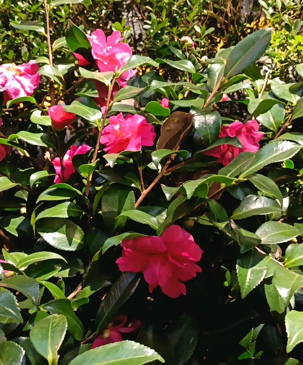 中午散步，阳光正好，微风轻拂。路过花坛时，一抹鲜艳的红映入眼帘——山茶花正悄然盛