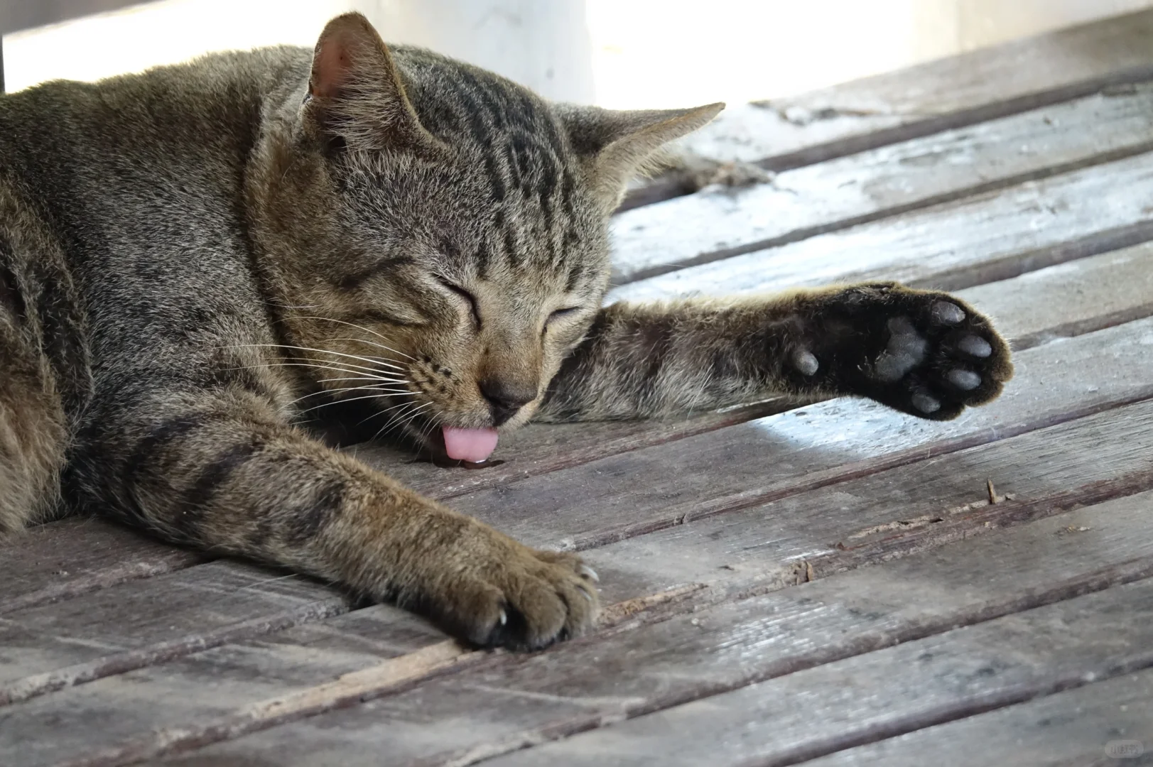 猫猫睡觉不收舌头还流了一滩口水……