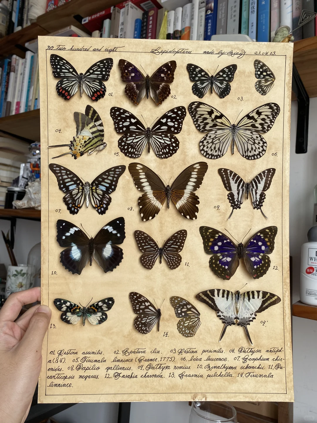 复古风的蝴蝶标本图鉴