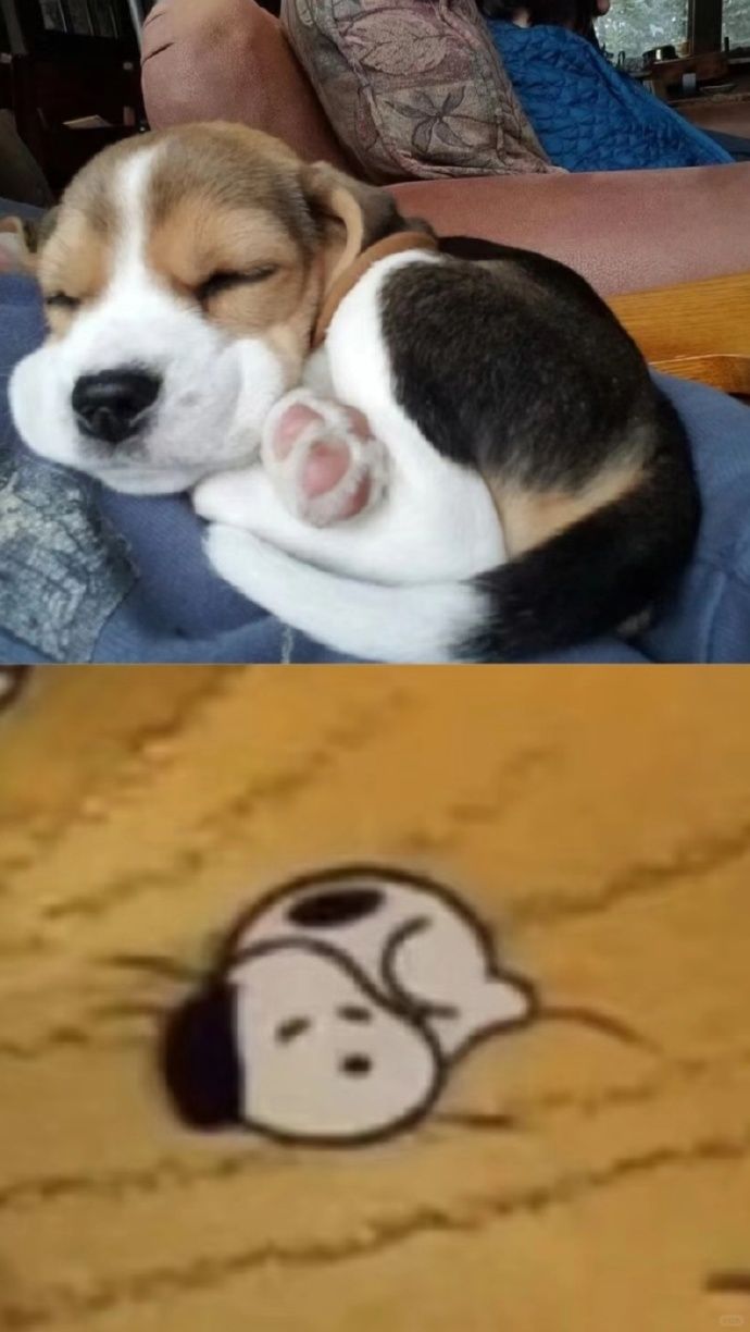 原来史努比的原型是比格犬 