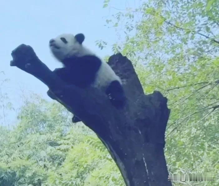 嘿嘿，我们妹猪爬上树啦！这是熊生第一次爬这么高的树，2米呢！

萌萌妈平时都没教