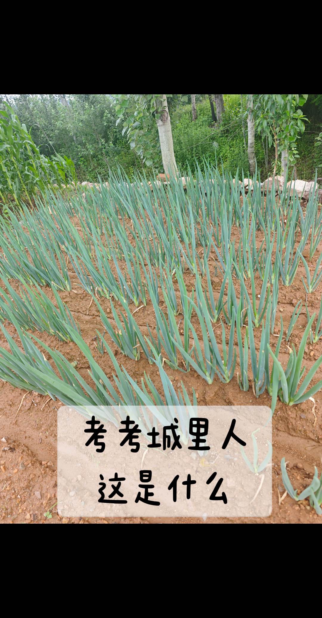 什么菜？