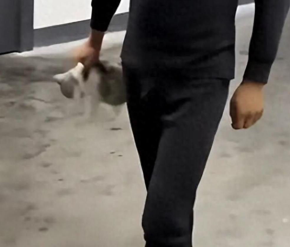 湖南湘西一职校的宿管员，当学生的面摔死小猫事件有了结果！
涉事学校发布了情况通报