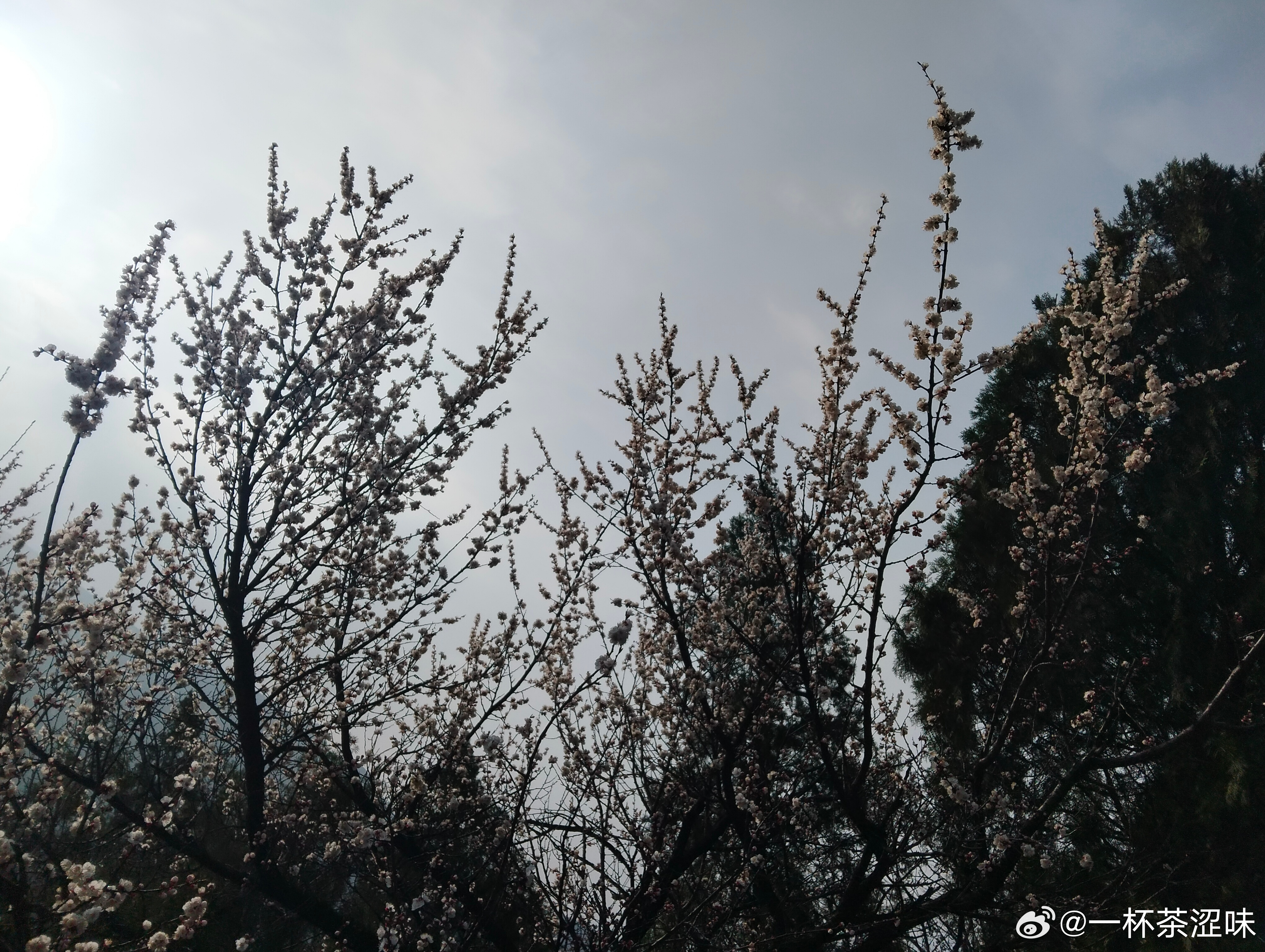 爬山看到的风景: 春风拂面，春暖花开。花开有期，春日不迟。心有暖阳，四季花开。 