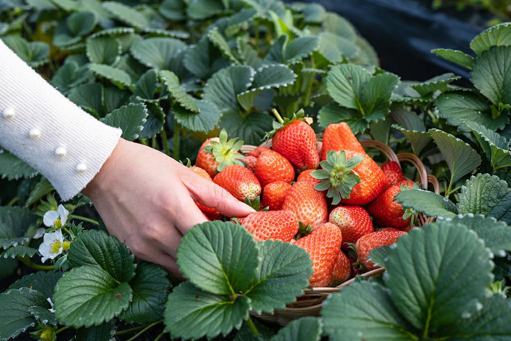 2026年第一个爆款美食，是它？