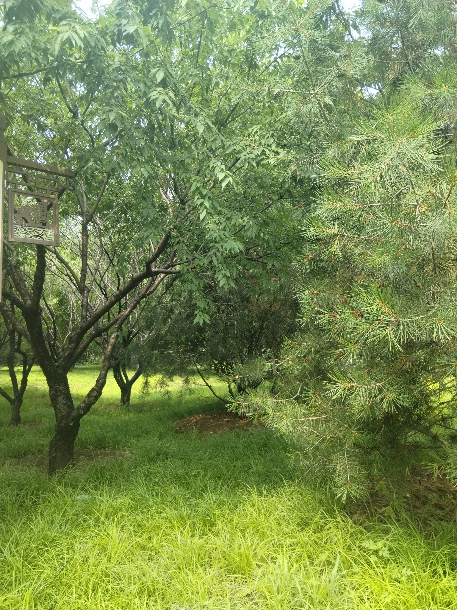 小路。 通往希望的小路……随手拍下眼前的风景 沐月记 绿洲