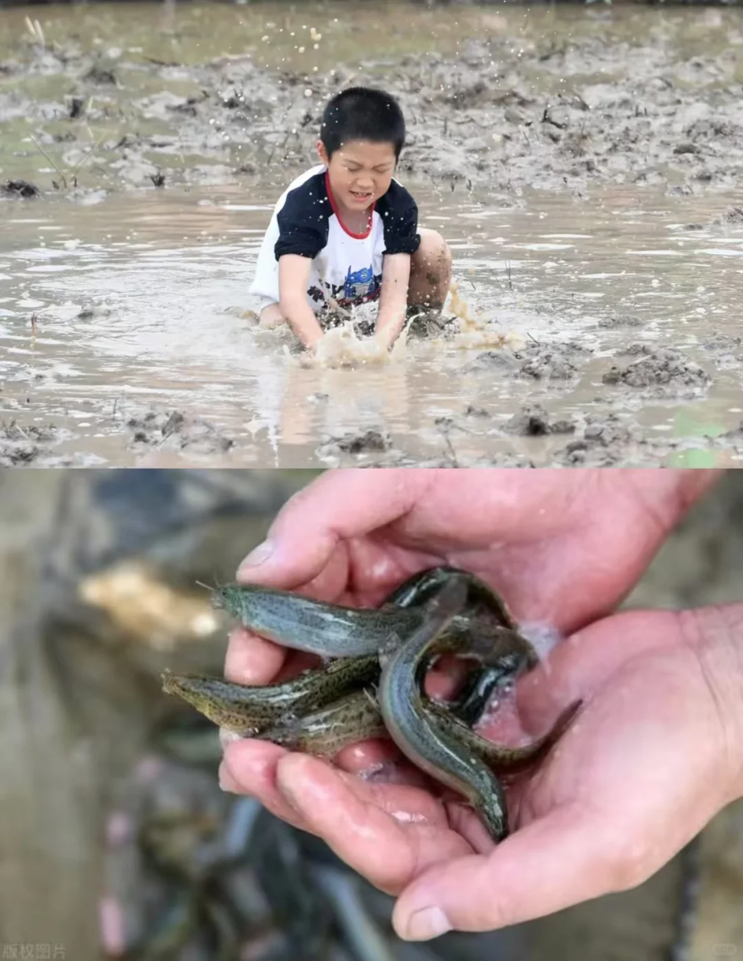 玩转秋天！带娃割稻挖藕捉泥鳅，乐在田野间