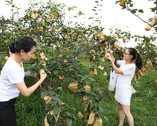 看以后还敢不敢贪吃了！湖南，女子得知男同事家里的梨树结了很多梨子后嘴馋，在未告知