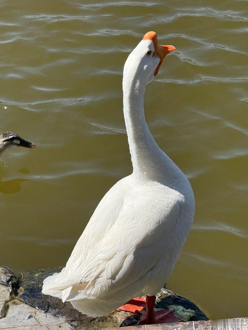 鹅鹅鹅，曲项向天歌！ 