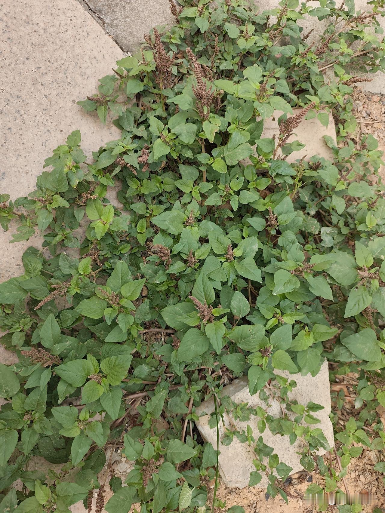 记得老家应该银韩菜吧！