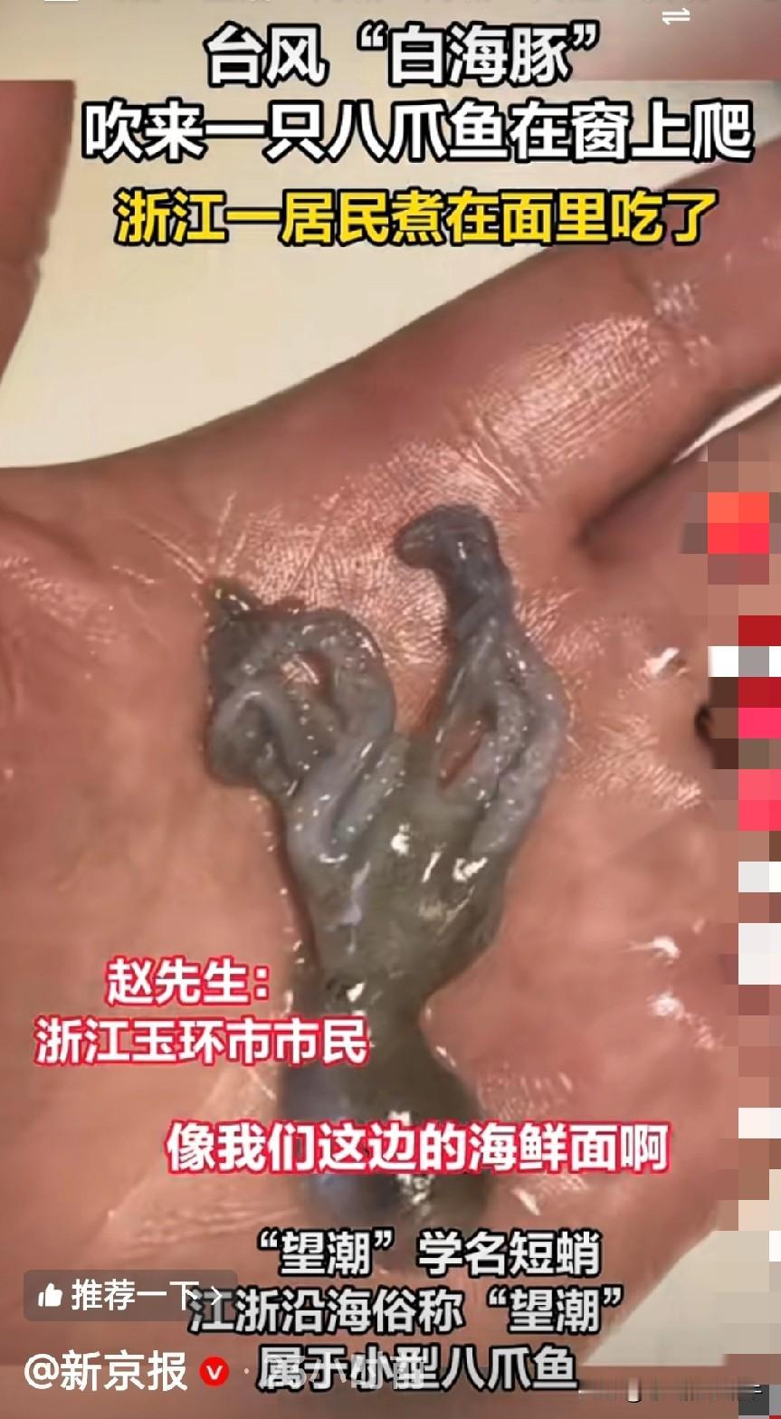 这也太好吃了吧？台风吹到窗户上一只小八爪鱼你都给煮面里吃掉了[捂脸][捂脸][捂