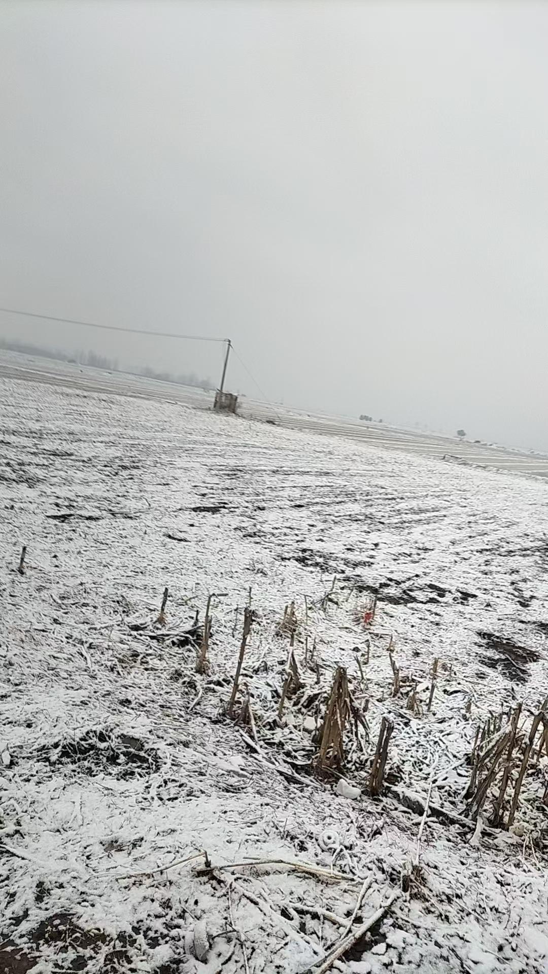 每日生活随手记下雪了！