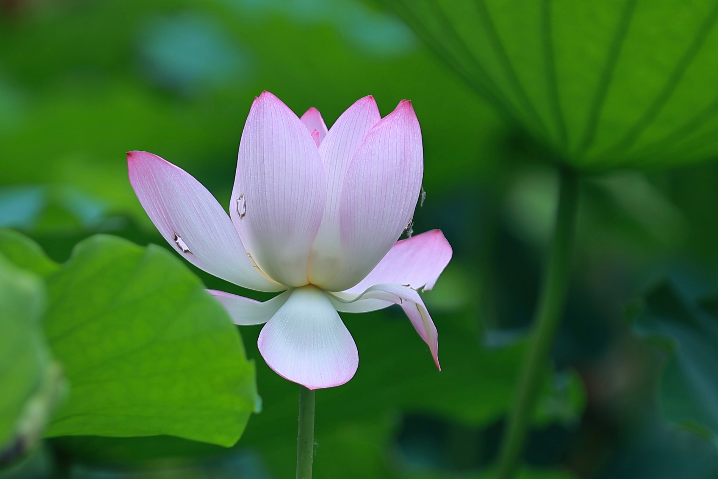 洪湖公园拍荷花🪷原图直出 头像存起来，等老了可以用得上 深圳·洪湖公园