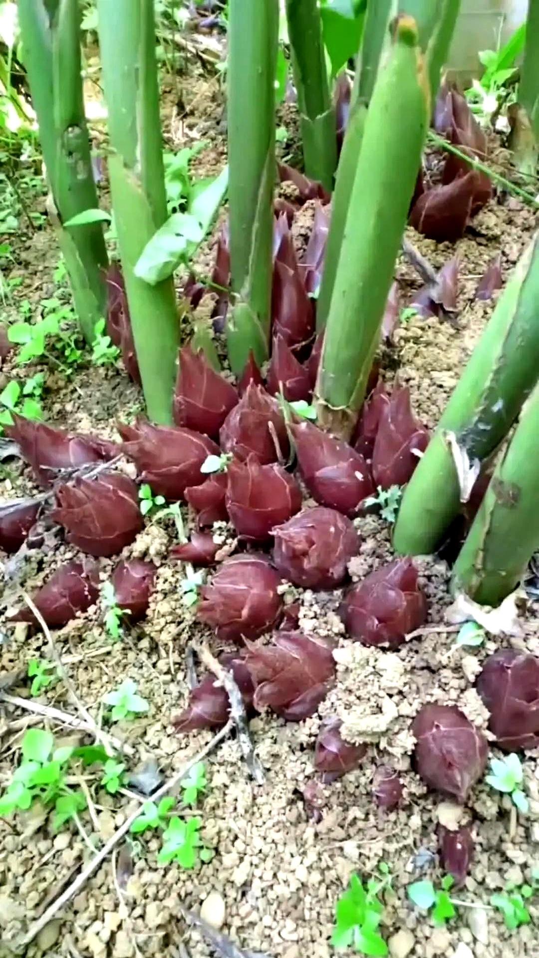 这种长得像“外星生物”的东西，要是你在荒郊野岭冷不丁碰见了，第一反应是拔腿就跑，