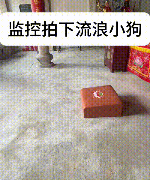 寺院收养的流浪小狗，自己跑去拜佛，众生皆有佛性，我们不要伤害虐杀动物。