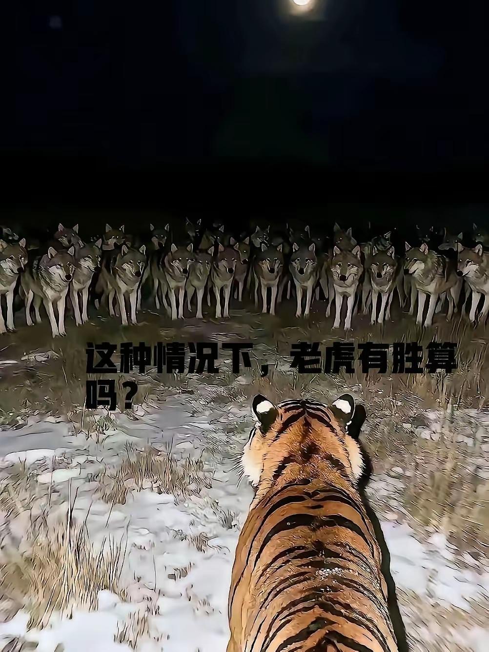 在这种情况下，狼群会采取车轮战战术，老虎最终会被累死，老虎快跑吧！