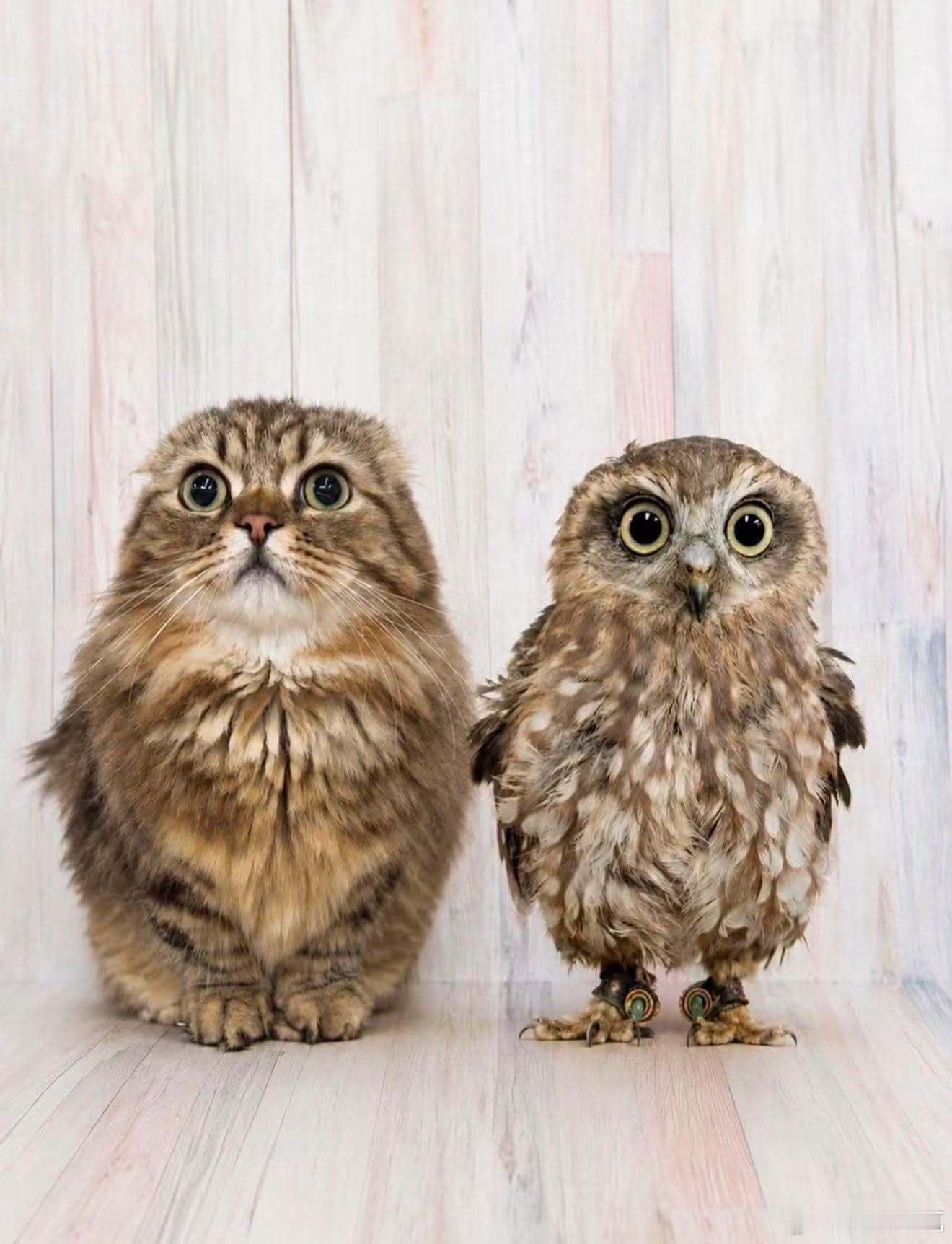 猫猫和猫头鹰