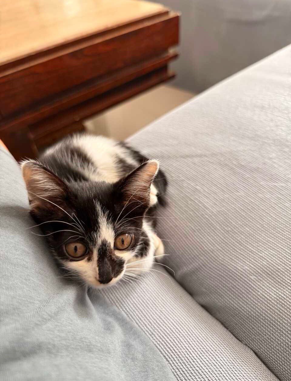 我特别需要您，我特别需要啃咬蹬挠您的手指。daily奶牛猫 （投稿：） 