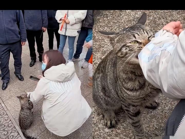 龙华寺上香的女子估计肠子都悔青了!下山时被一只狸花猫死死拦住，猫咪咬着她袖口求收