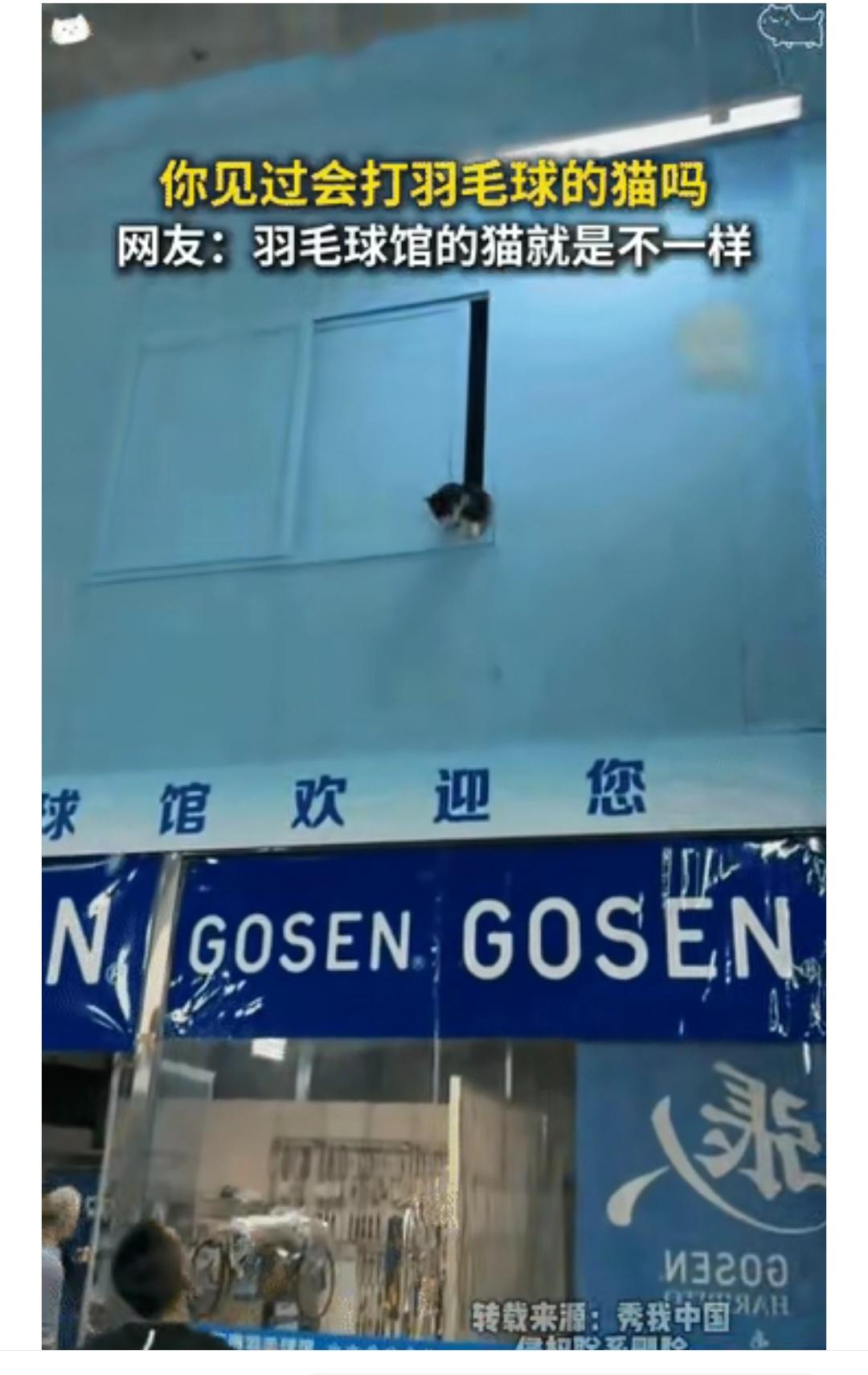 “科学没法解释”山东淄博，羽毛球馆的老板收养了四五只流浪猫，结果其中一只猫身怀绝