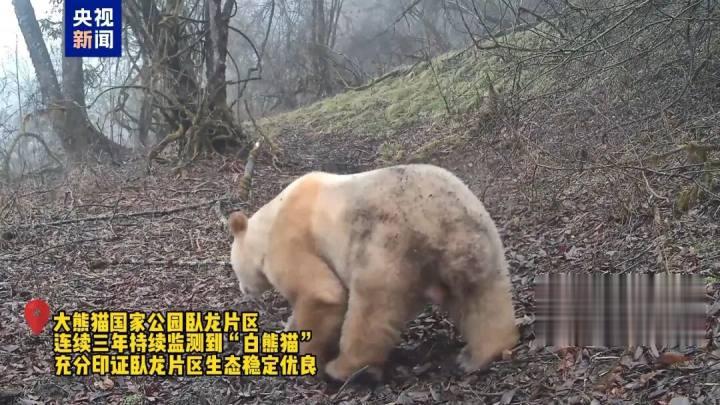 画面极其珍贵：全球唯一野生白色大熊猫长大了