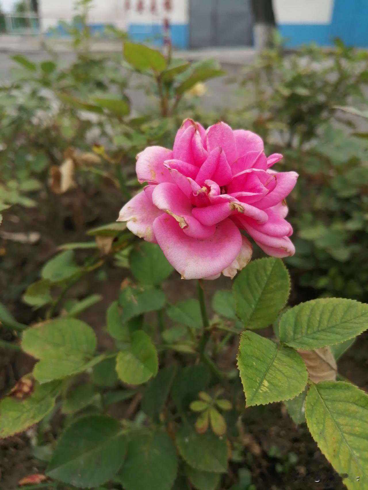 （退休倒计时358天）

昨天公园打乒乓球，对面一老哥把我打哭了——不是球技，是
