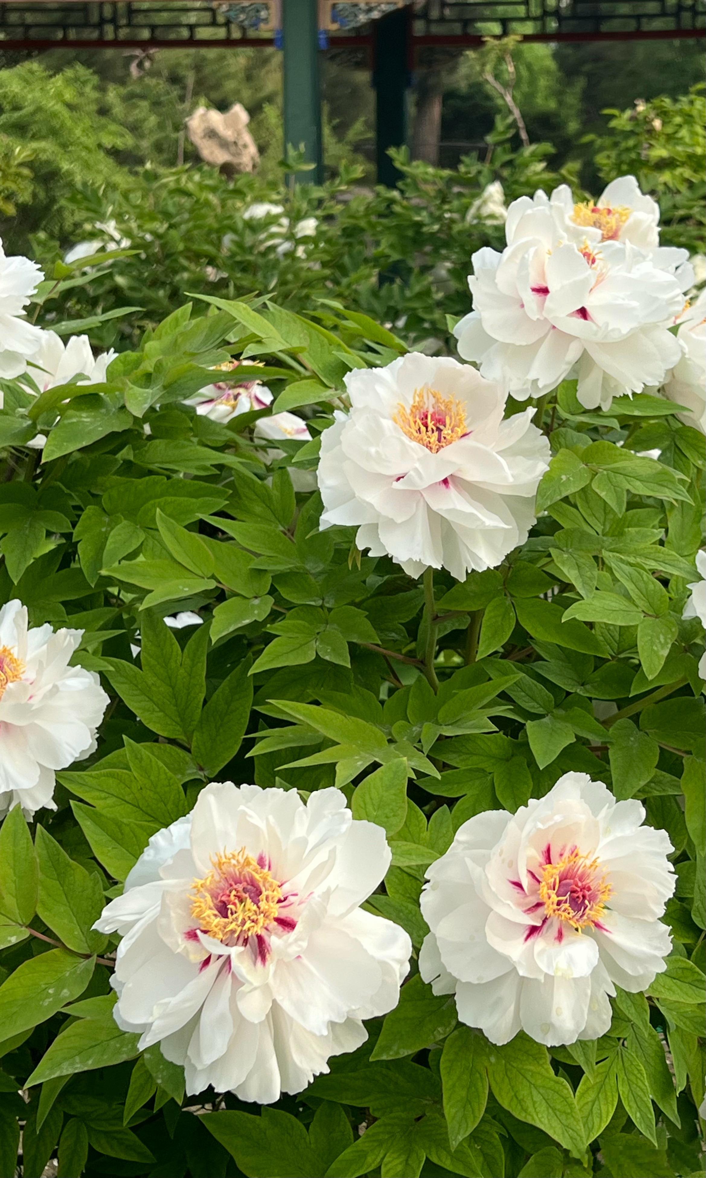 北京动物园 牡丹花开摄影