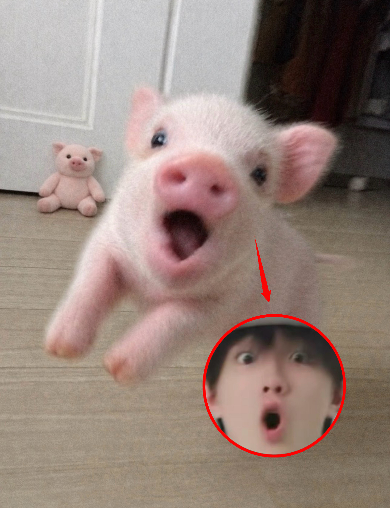 爱皓猪者风生水起(๑•̀⚇•́๑） 