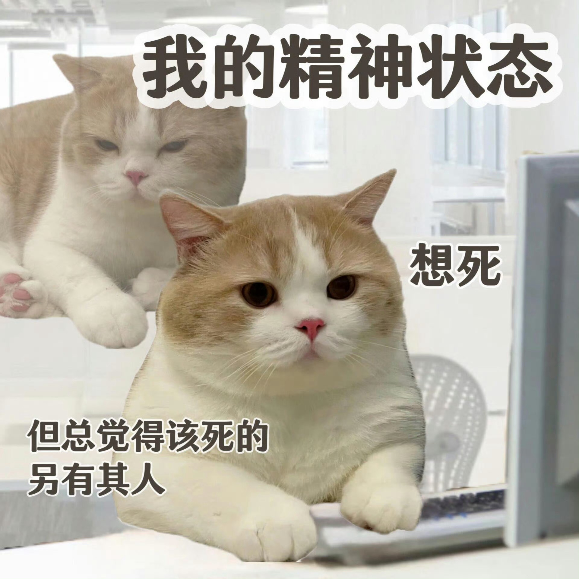 喝奶茶是最小规模的摸鱼行为 在格子间的方寸天地，奶茶是逃离喧嚣的密钥。轻抿一口，