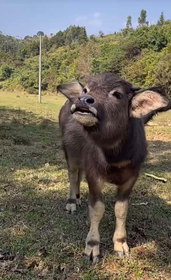 请您欣赏我家的小牛犊·学会撒娇了。