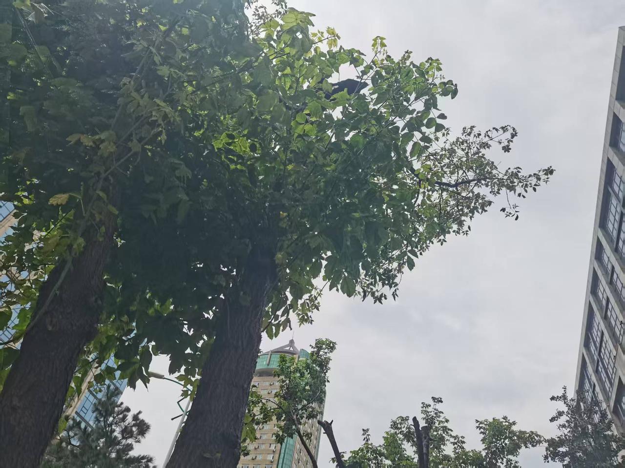 这雨天最适合的做什么？就是睡觉。

趁着中午雨不大的时候，办了几个事。

特别是