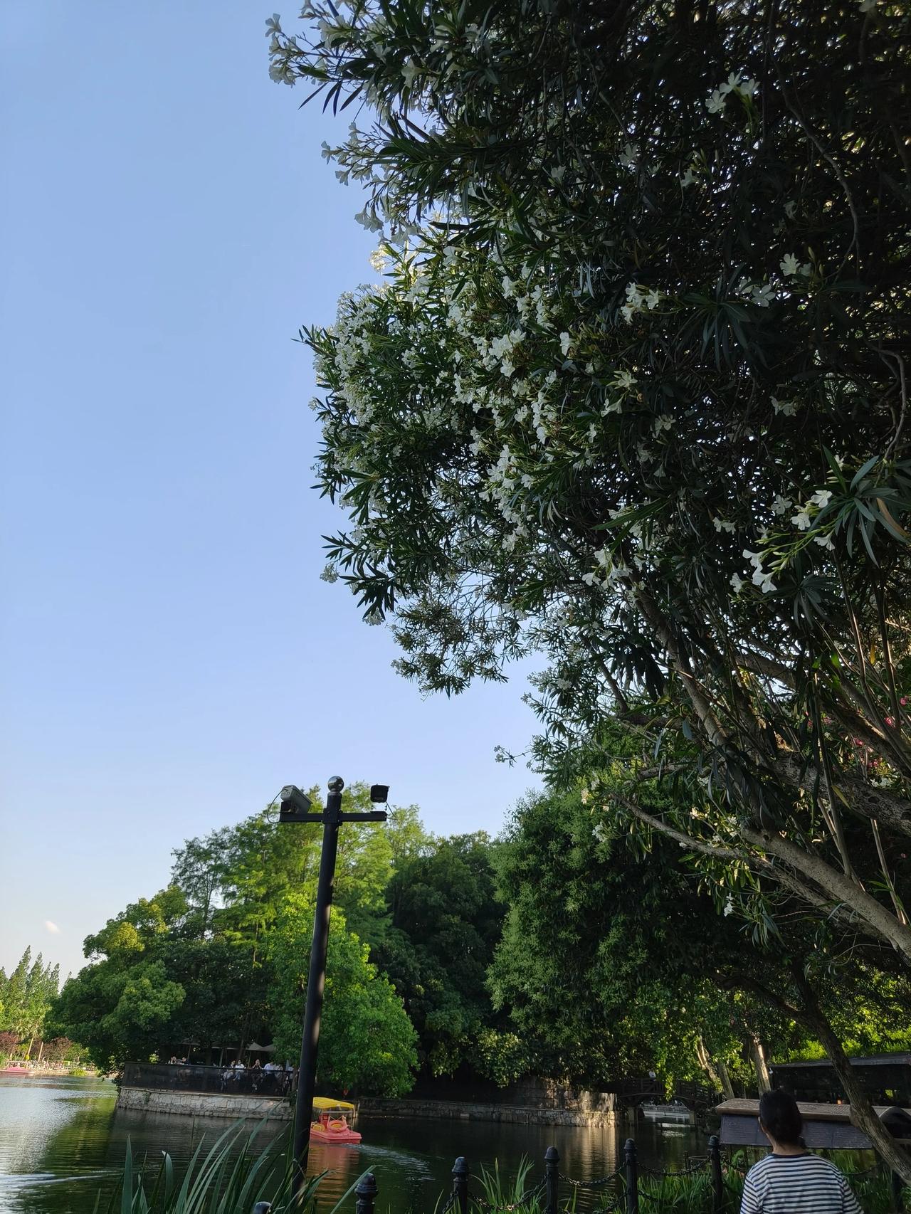 初夏美景随手拍实景图分享！

还是鲁迅公园的花草🌿树木🌲

一片好风光…[呲