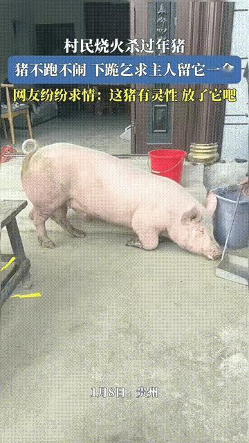 “万物有灵！”贵州，一村民家准备杀年猪，柴都劈好了水也烧开了，就在大家动手逮猪时