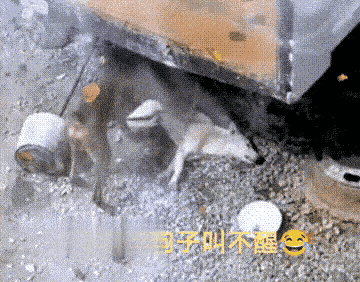 这演技超越了多少明星[捂脸][捂脸][捂脸]
