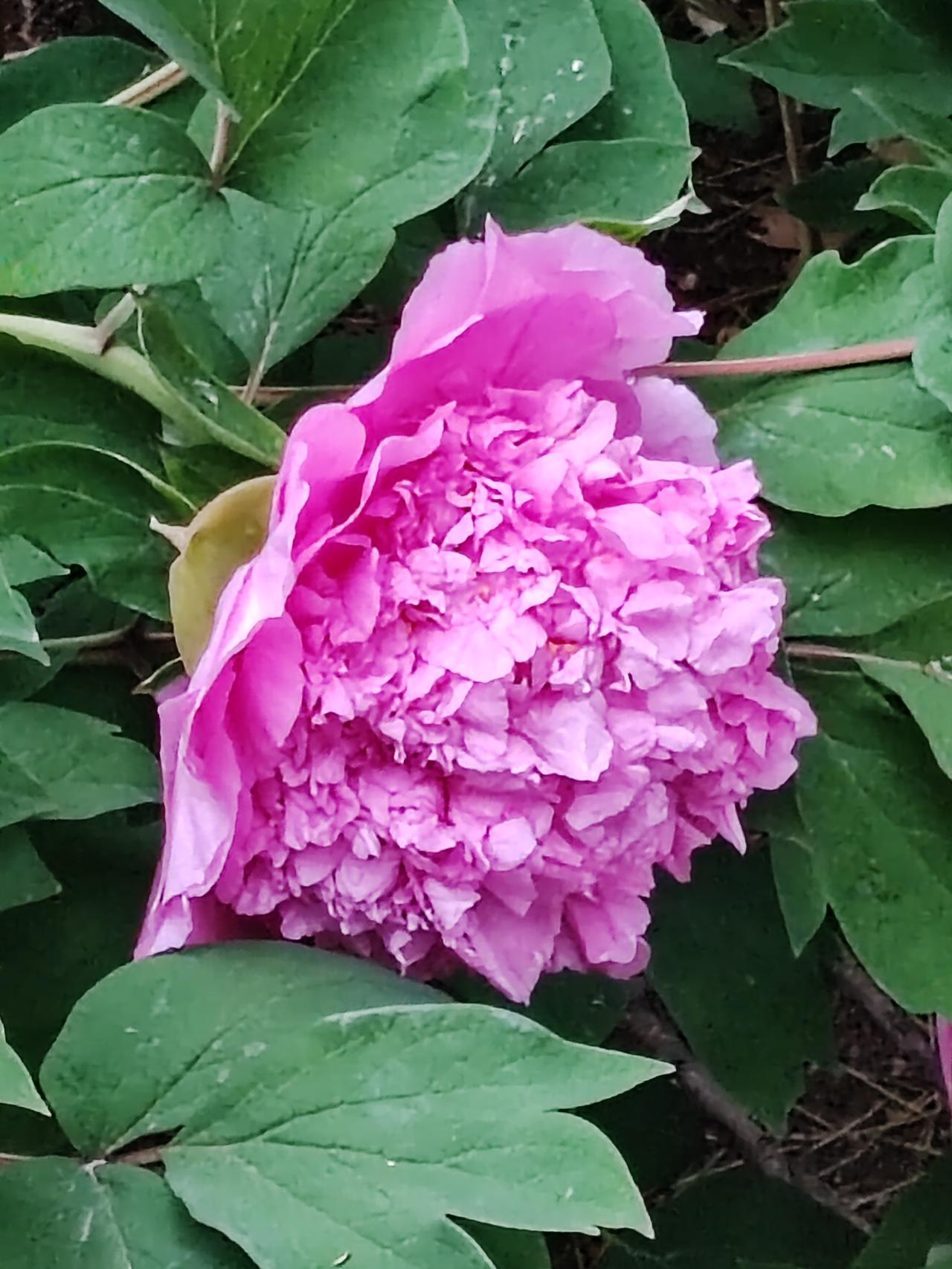 春日生活打卡季 今年的天气格外暖和，往年5月初才绽放的牡丹，竟然在4月上旬就盛开